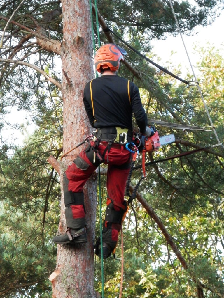 Baumgutachten Grevenbroich