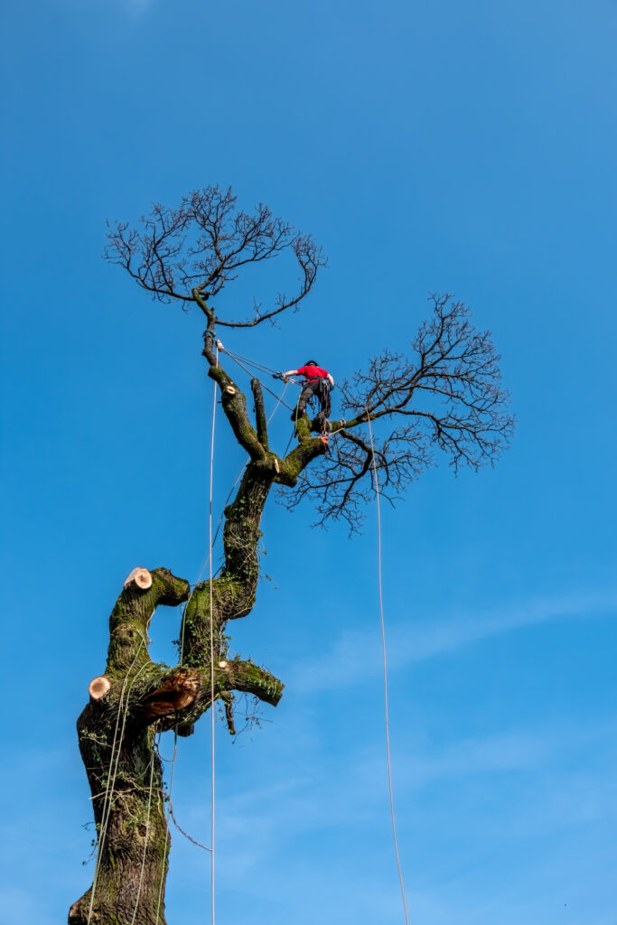 Baumpflege Grevenbroich