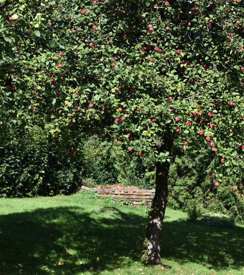 Obstbaumschnitt Baumpflege Grevenbroich